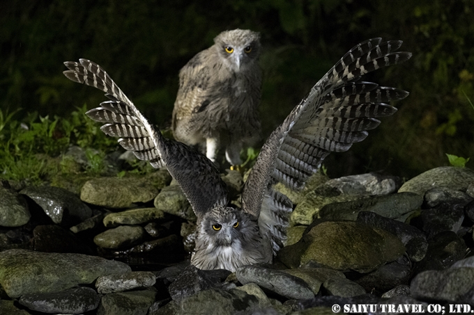 Blakiston’s fish owl that lives in the forest of Shiretoko